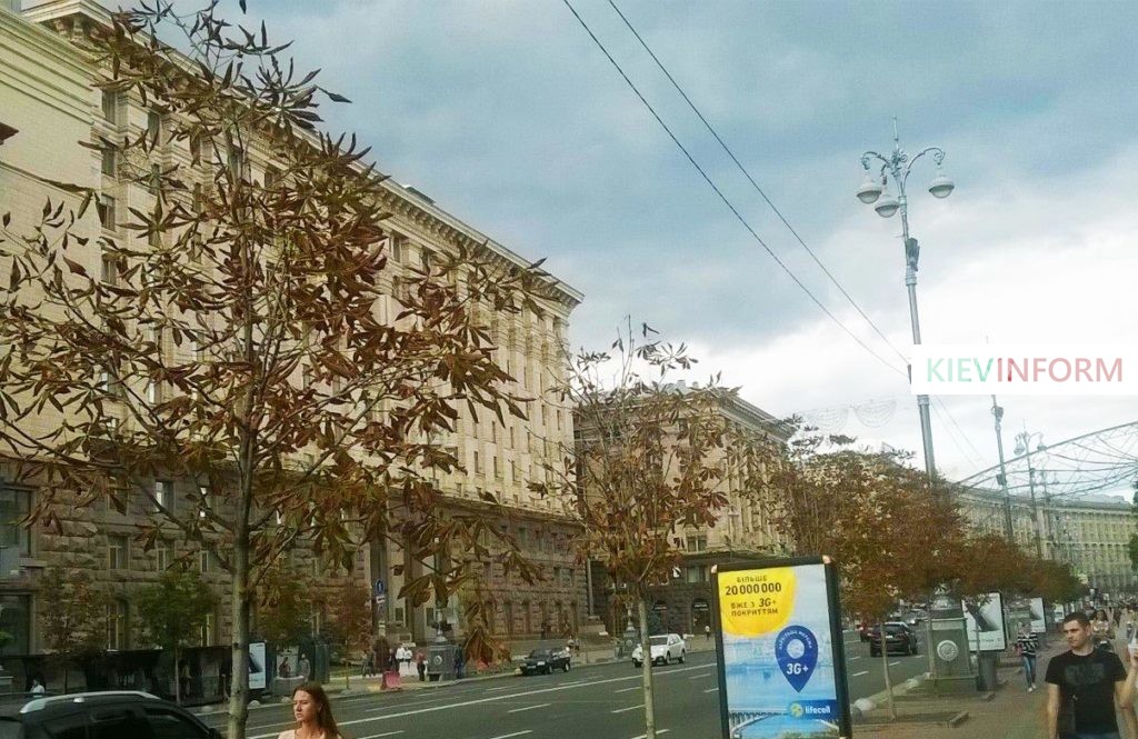 На Крещатике высохли скандальные каштаны “Бриоти”(Фото)