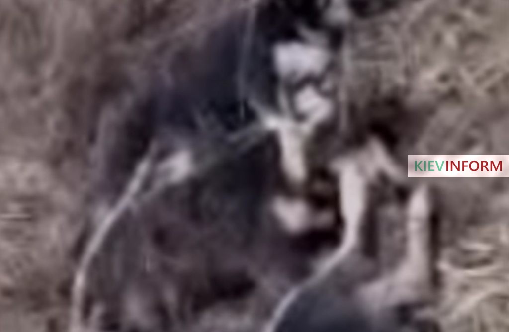 Под Киевом обнаружили массовое захоронение убитых собак