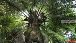 Ботанический-сад-Фомина