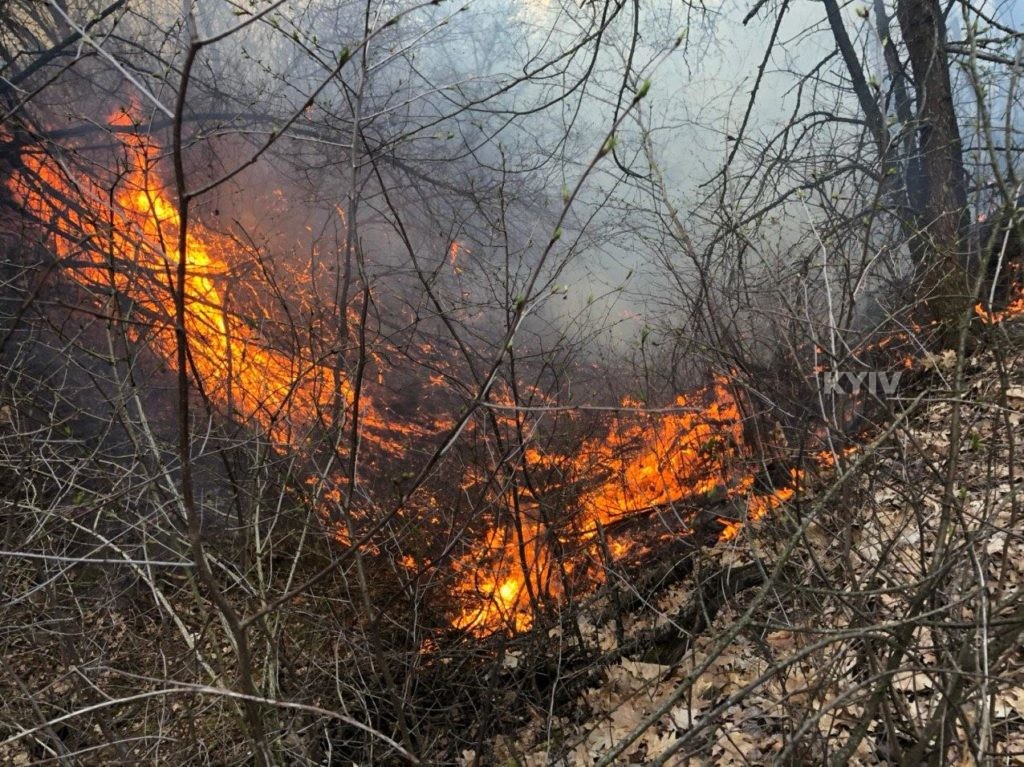 У Чорнобильській зоні через вітер знову горить ліс