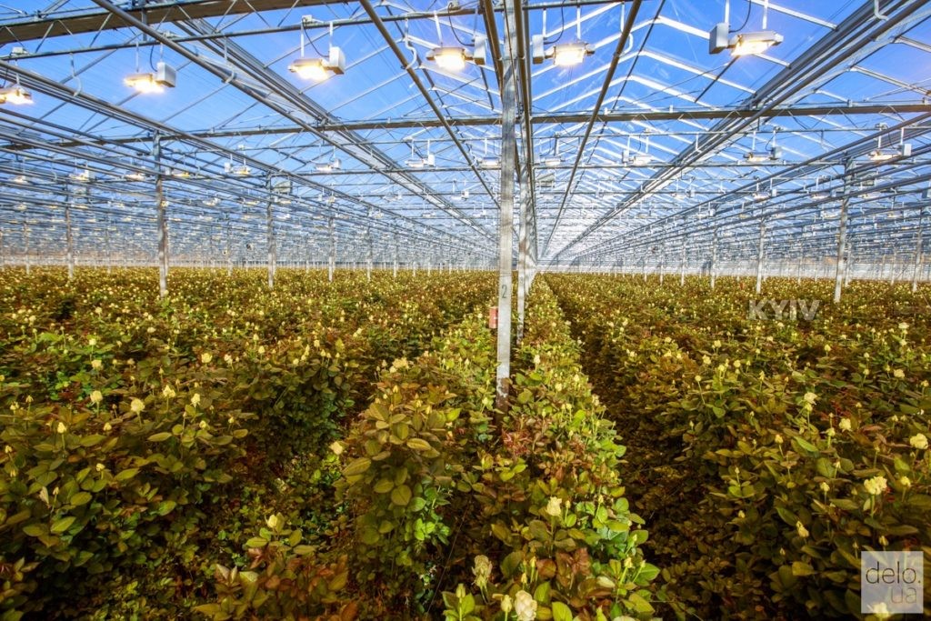 Під Києвом під ніж пустять мільйони троянд