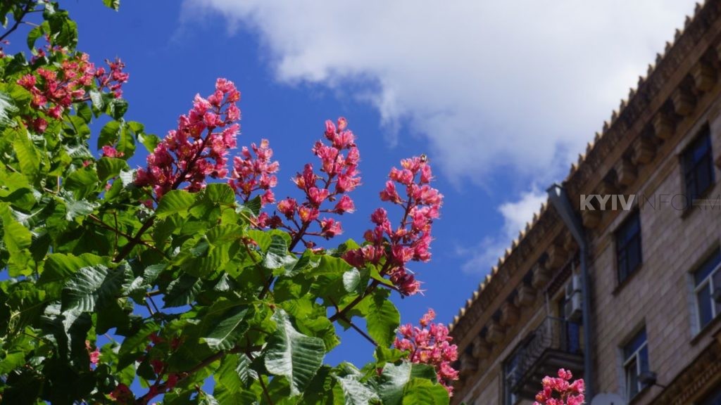 Травень Києві виявився найхолоднішим в XXI столітті, а метеорологічне літо так і не прийшло