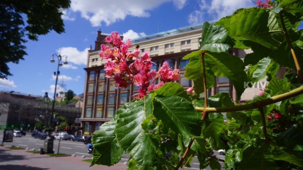 Хрещатик, Київ, Каштани, ЦУМ