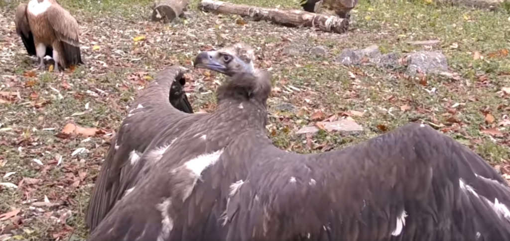 У київському зоопарку з’явився новий вихованець