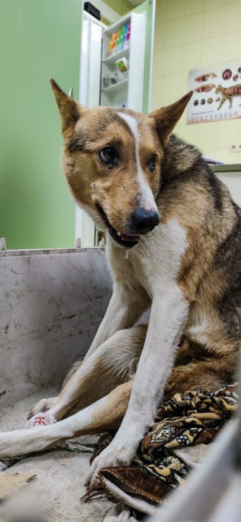 У тілі 10 куль: поблизу Києва невідомі познущалися з бездомного собаки