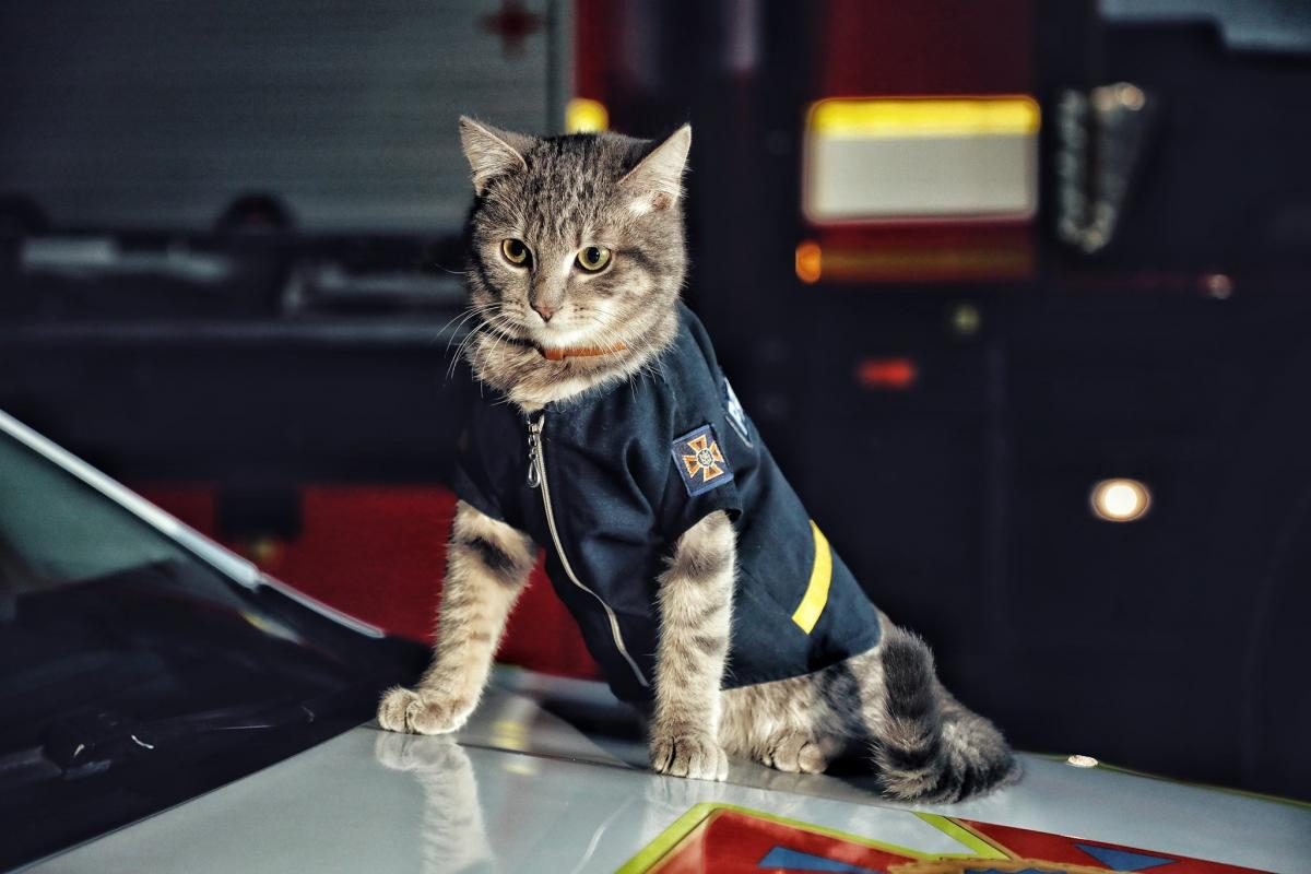 кіт рятувальник