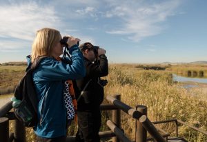 спостерігання за птахами