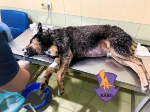 догхантери