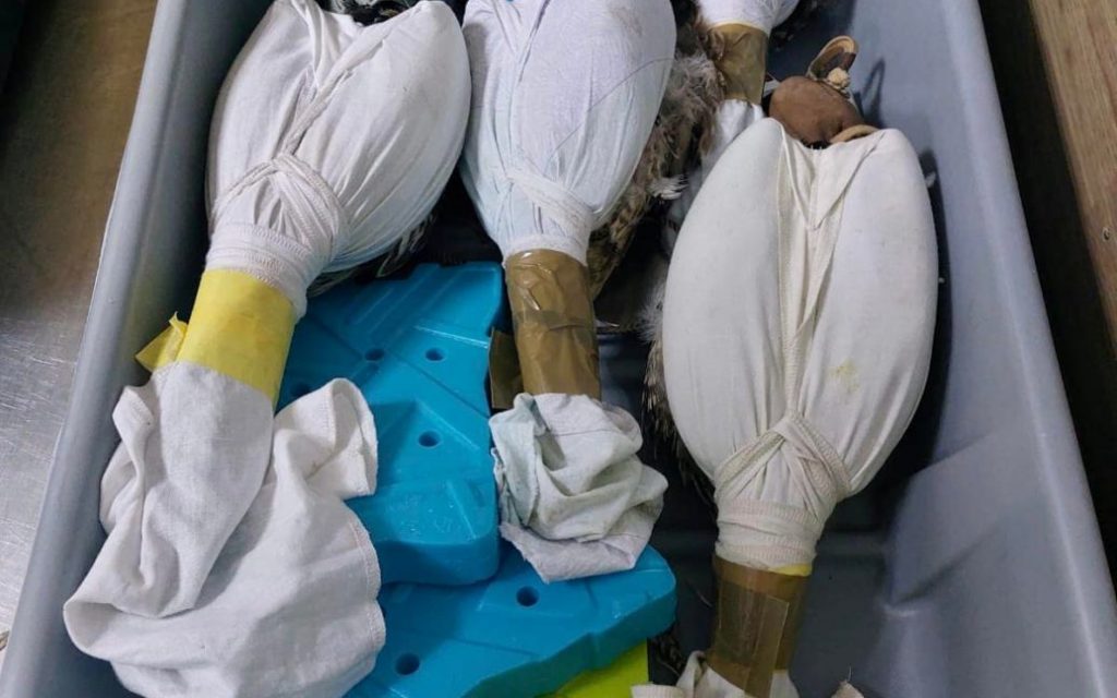 Приспаних і обмотаних клейкою стрічкою соколів намагались контрабандою перевезти у Катар