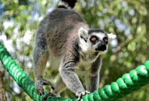 Лемури Київ