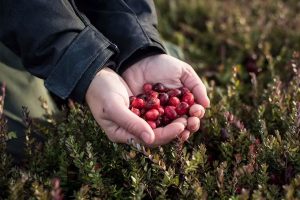 Брусниця: лікувальні властивості, опис